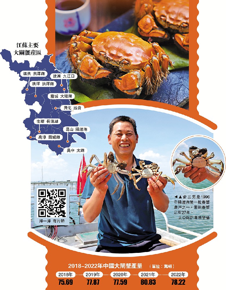 焦點新聞/陽澄湖豐產年 大閘蟹大大隻